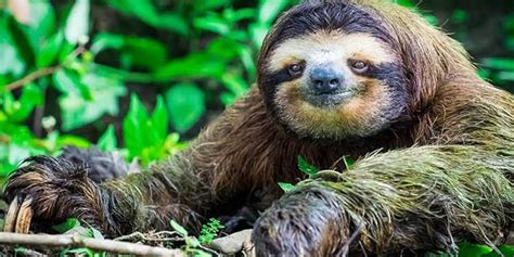 sloth nederlands.